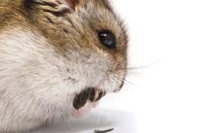 Dwarf Hamster Eat Sunflower Seed Royalty Free Stock Images