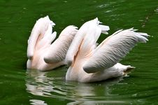 Pink Pelicans Royalty Free Stock Photography Pink Pelicans Royalty Free Stock Photography