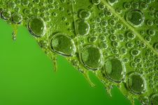 Green Leaf Bubbles Stock Photos