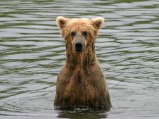 Wet Bear Royalty Free Stock Photography Wet Bear Royalty Free Stock Photography