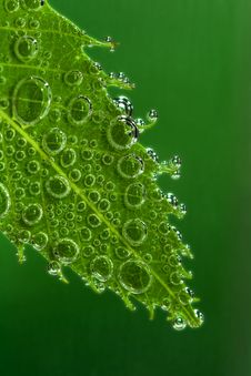 Green Leaf Bubbles Royalty Free Stock Photo