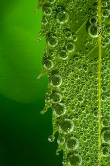 Green Leaf Bubbles Royalty Free Stock Image
