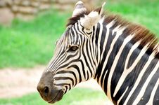 Zebra Stock Photography