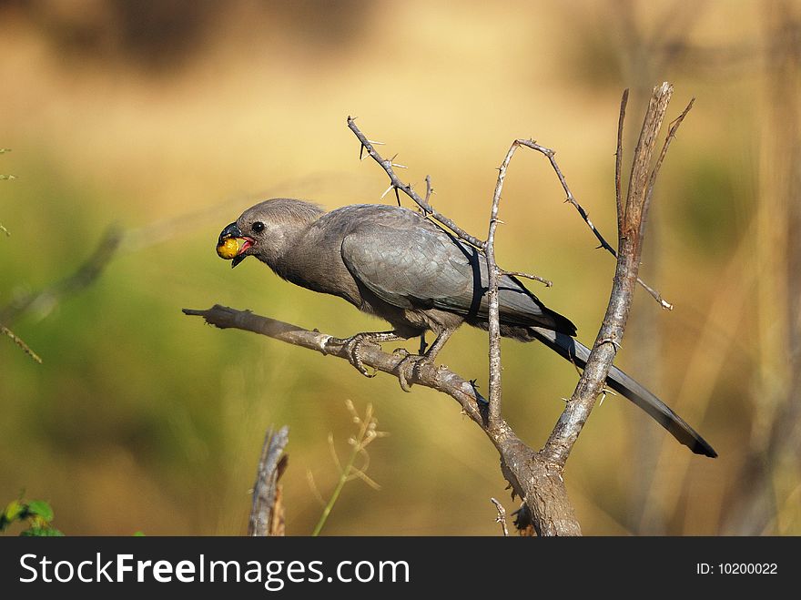 Grey-Go-Away Bird (Corythaixoides concolor)