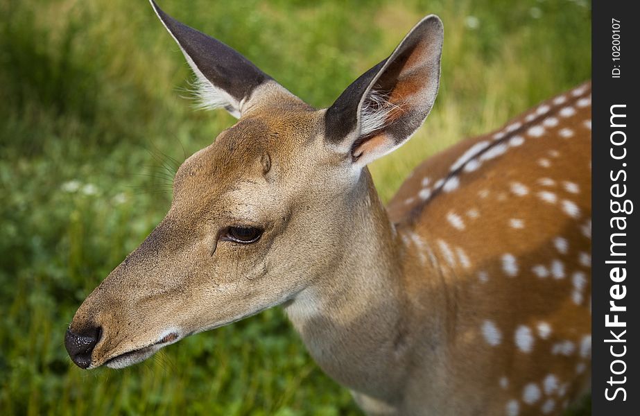 The small deer on nature green background