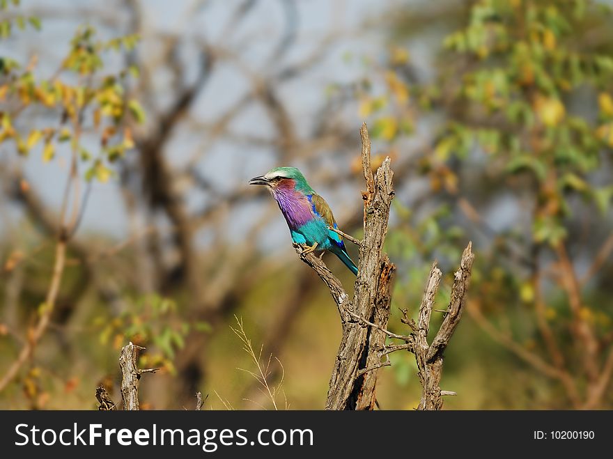 Lilac-Breasted Roller (Coracias Caudatus)