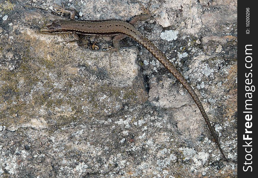 Little lizard on a rock in France near Lyon.
