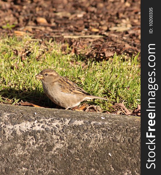 Color image of a sparrow bird with grass in background