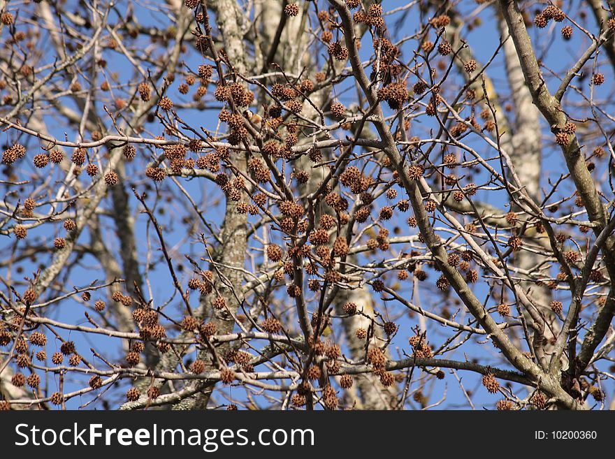 Color image photo of bare or dead tree branches during winter