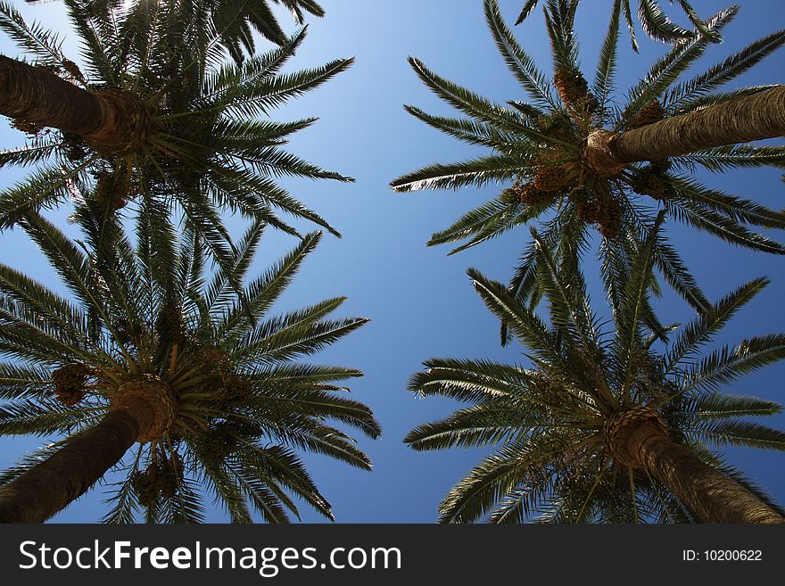 Four Palms Trees HEads in ile rousse corsica france