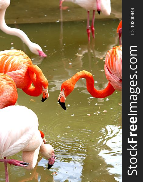 Beautiful orange flamingo birds in zoo. Beautiful orange flamingo birds in zoo