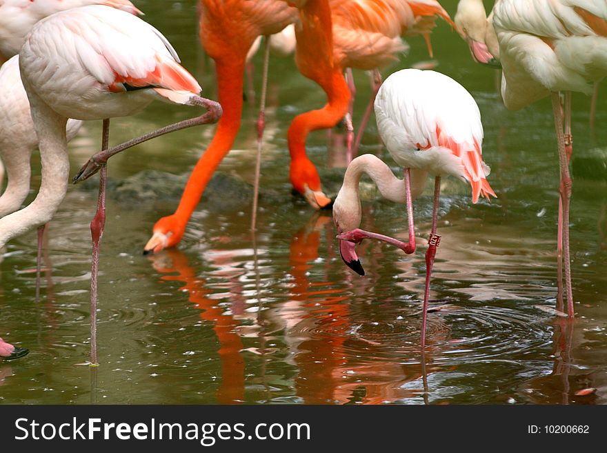 Beautiful orange flamingo birds in zoo. Beautiful orange flamingo birds in zoo