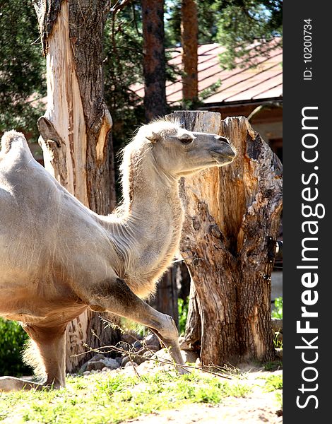 The camel in the zoo