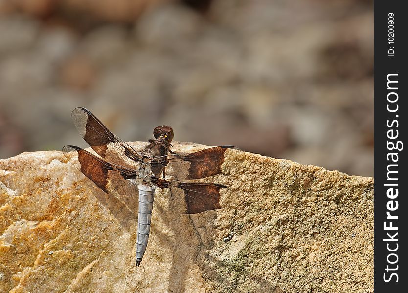 Common whitetail dragonfly (Platemis lydia) on a rock