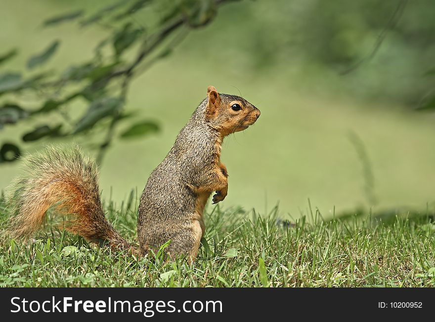 Fox squirrel (Sciurus niger) sitting up in the grass