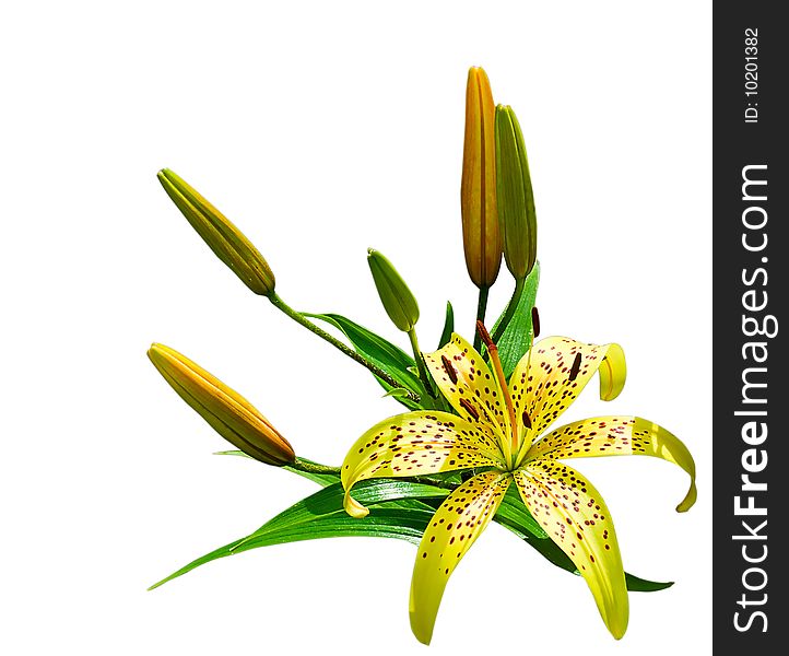 Yellow lily on white background