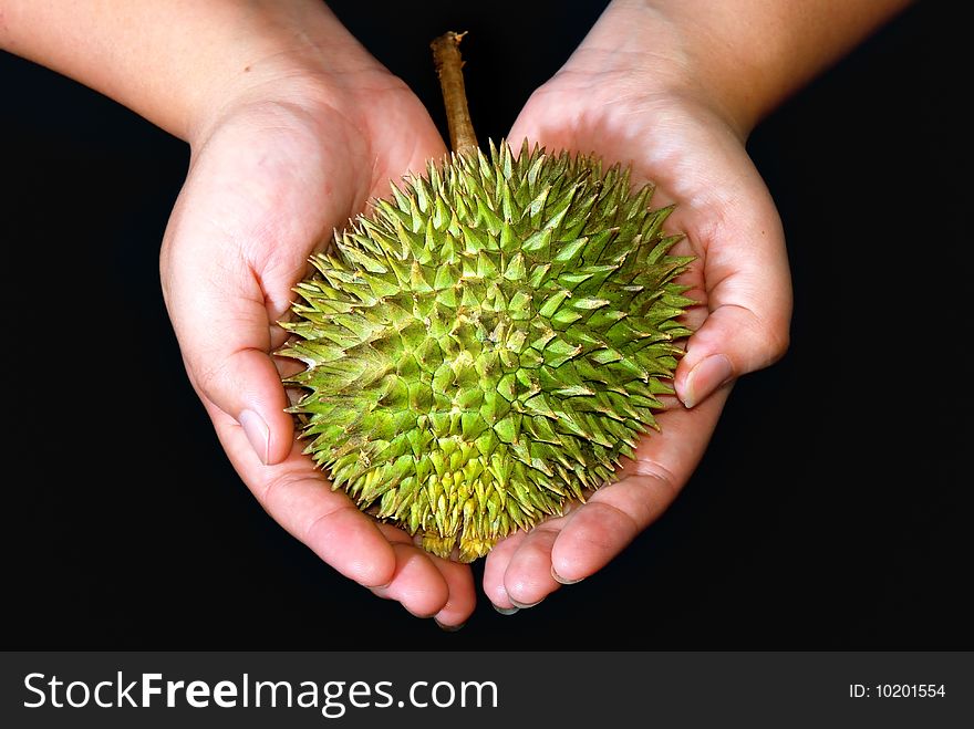 Hand holding Tropical Durian Fruit. Hand holding Tropical Durian Fruit