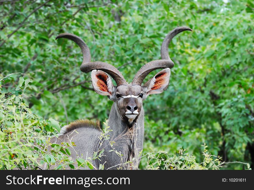 Male Kudu antelope in the bush-veld (South Africa). The Kudu male is also the heraldic animal of South Africa National Parks. Male Kudu antelope in the bush-veld (South Africa). The Kudu male is also the heraldic animal of South Africa National Parks.