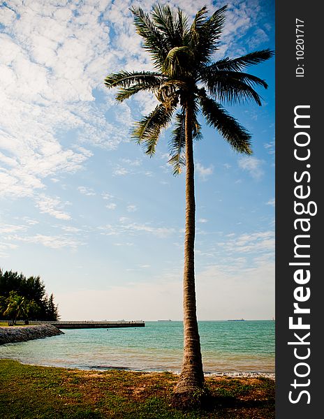 An isolated coconut tree by the sea. An isolated coconut tree by the sea.