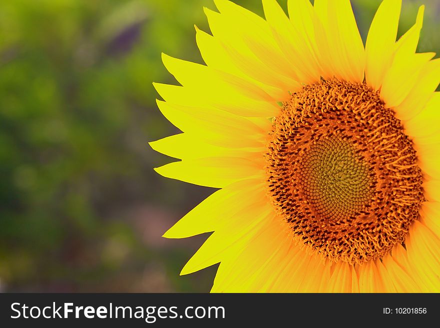 Closeup of a sunflower against a green garden background