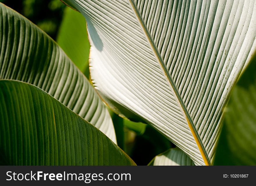 Texture of a broad leaf tropical plant. Texture of a broad leaf tropical plant.