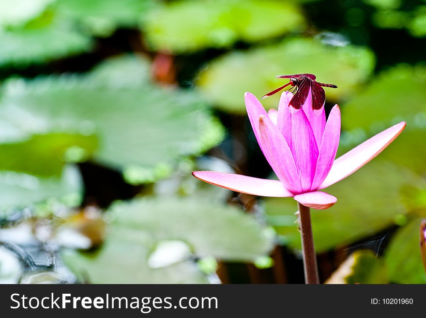 Dragonfly On Lily