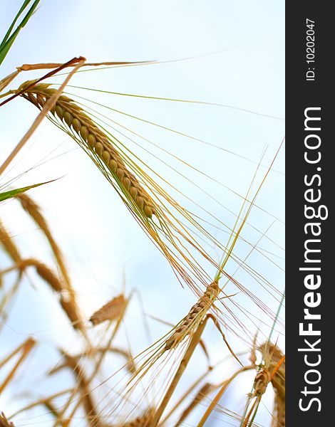 Wheat closeup against the sky