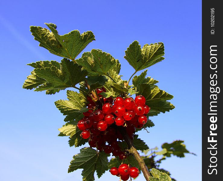 Red Currant On Green Bush
