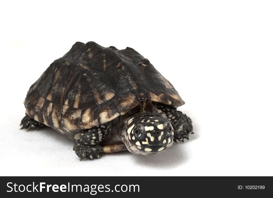 Indian Spotted Turtle (Geoclemys hamiltoni) isolated on white background.