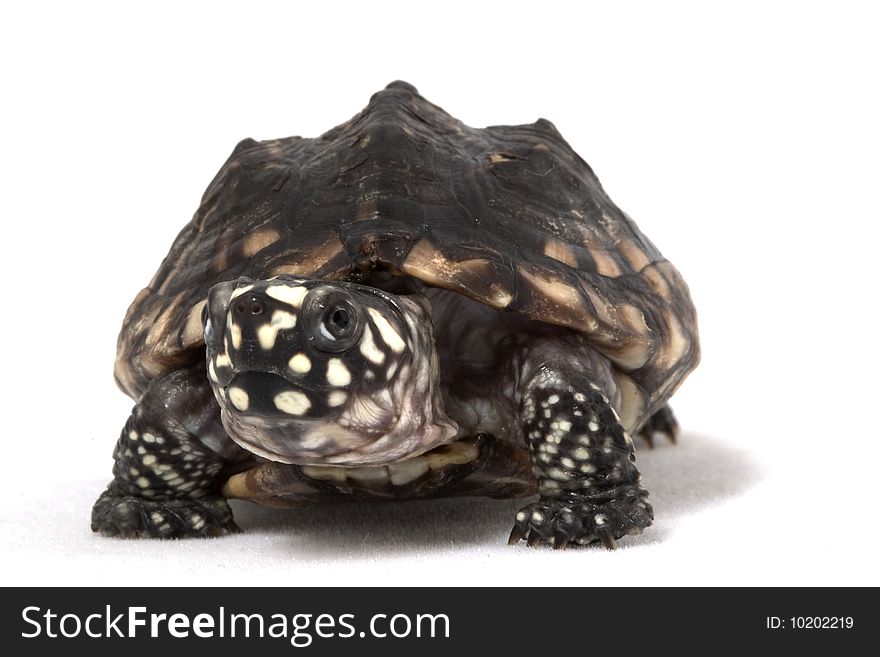 Indian Spotted Turtle