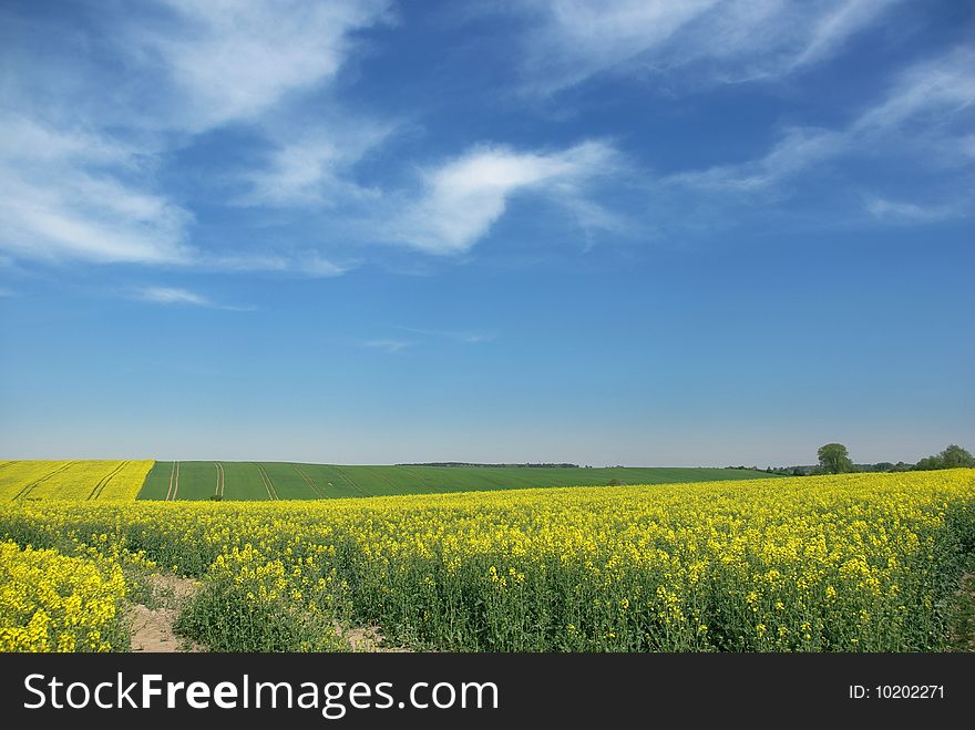 Blooming yellow on background of sky. Blooming yellow on background of sky