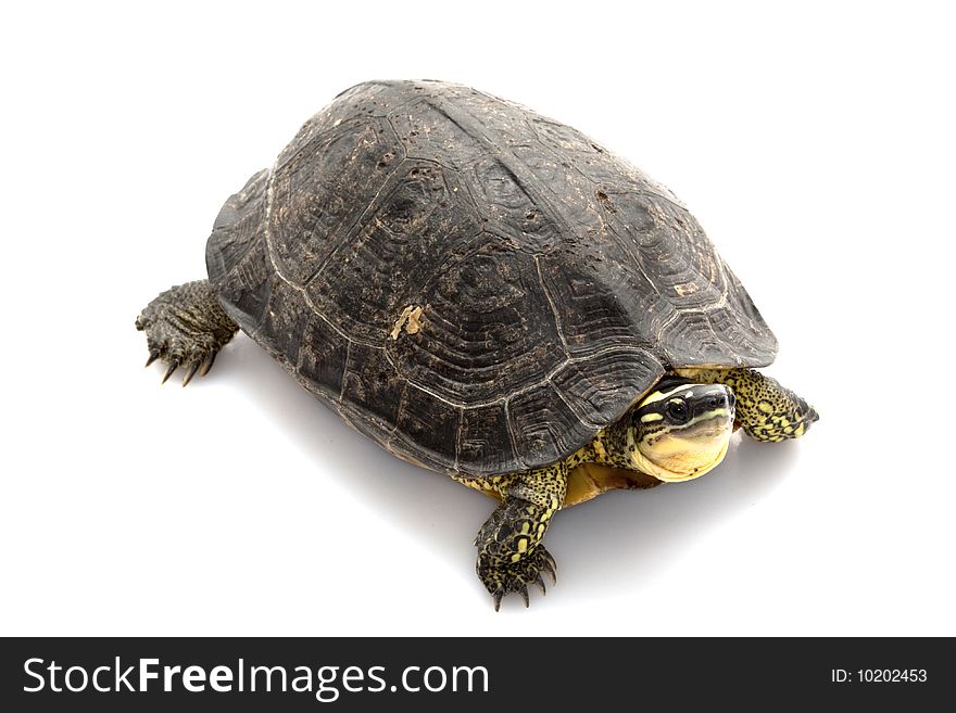 Maracaibo Wood Turtle (Rhinoclemmys diademata) isolated on white background.