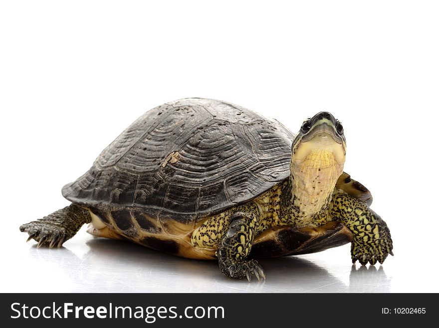 Maracaibo Wood Turtle (Rhinoclemmys diademata) isolated on white background.