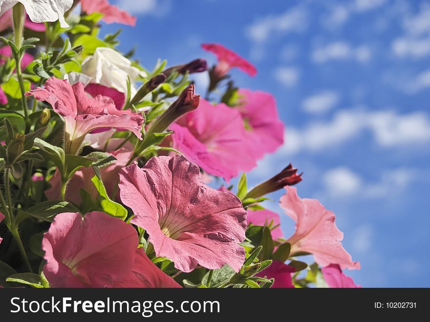 Pink petunia on sky background