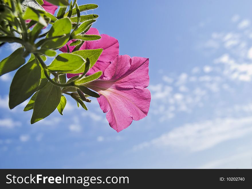 Pink petunia on sky background with clouds