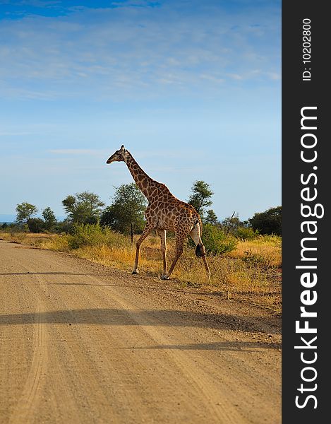 Giraffe (Giraffa camelopardalis) crossing the road (South Africa).