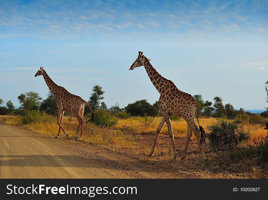 Two Giraffes (Giraffa camelopardalis) crossing the road (South Africa).