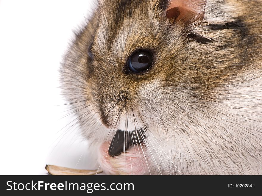 Dwarf Hamster Eat Sunflower Seed