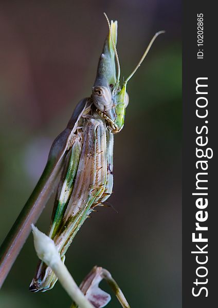 Praying mantis (Empusa fasciata)