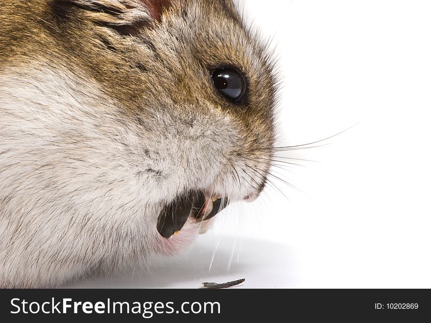 Dwarf hamster eating sunflower seed