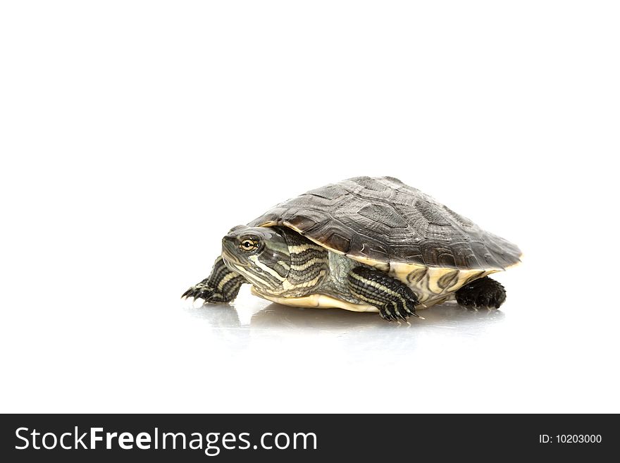 Cuban slider (Trachemys decussata angusta) isolated on white background.