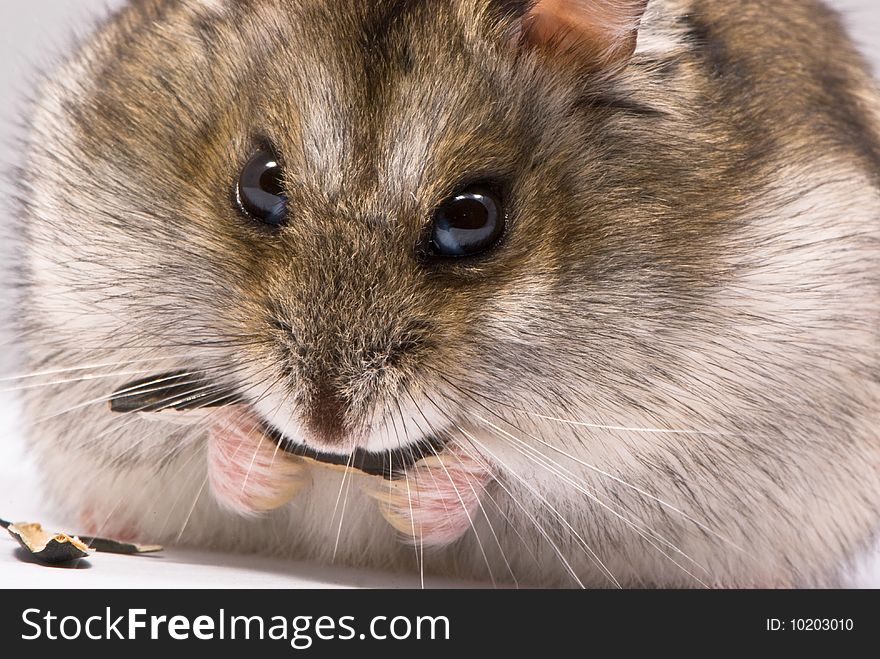 Dwarf hamster eating sunflower seed