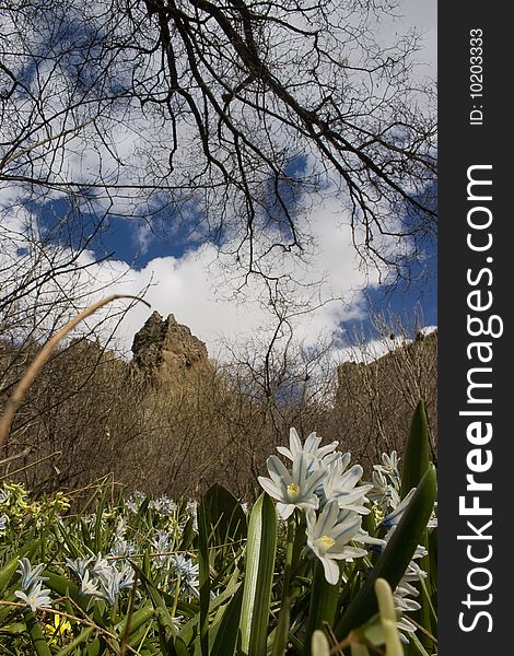 Snowdrop in the meadow and blue sky with clouds. Snowdrop in the meadow and blue sky with clouds