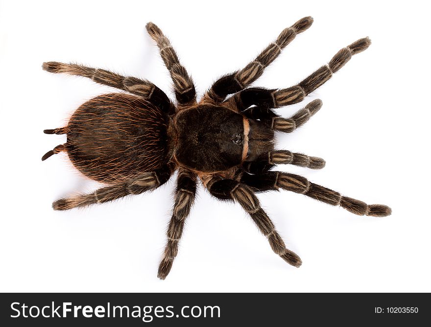 Spider on white background (Brachypelma vagans)