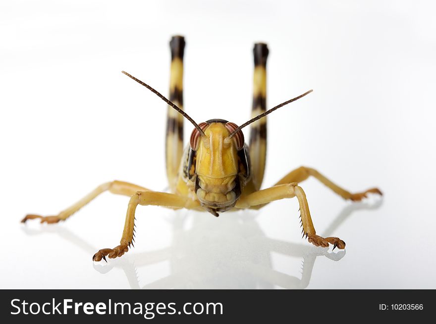 Grasshopper on white background with reflection