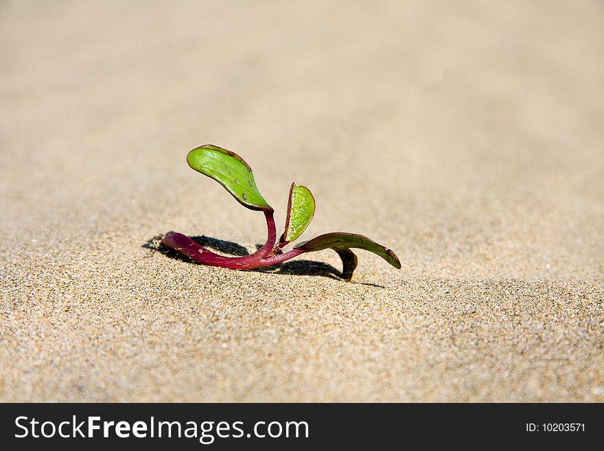 Closeup of new plant beginning to grow on beach in sand in sunshine. Closeup of new plant beginning to grow on beach in sand in sunshine