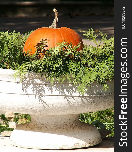 Pumpkin In A Planter