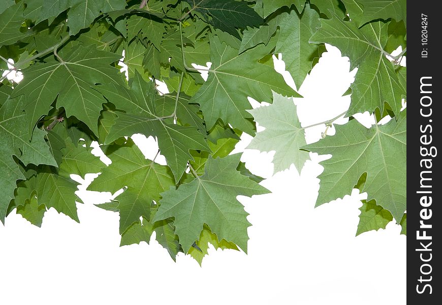 Maple leaves against white background. Maple leaves against white background.