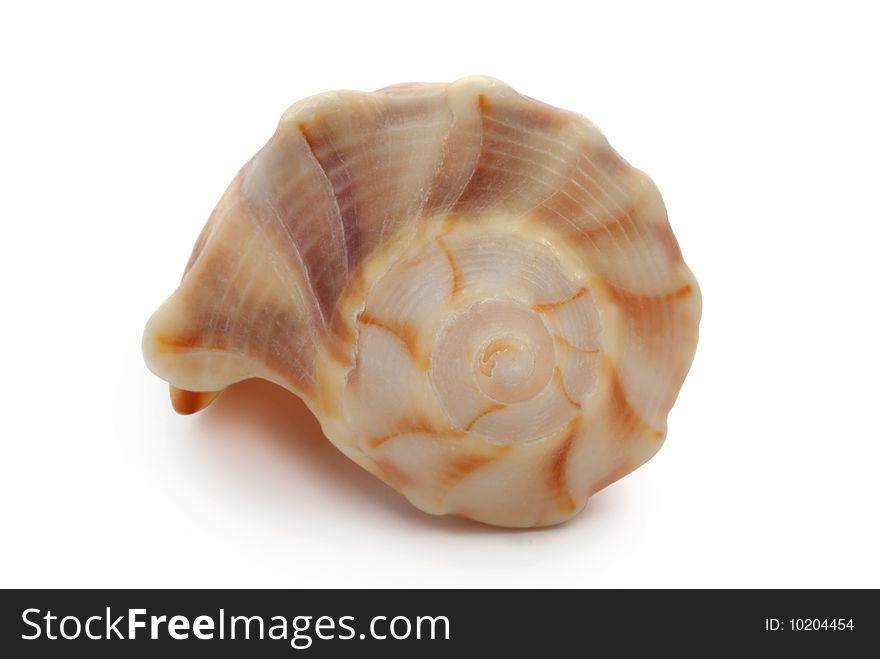 Striped shell on white background