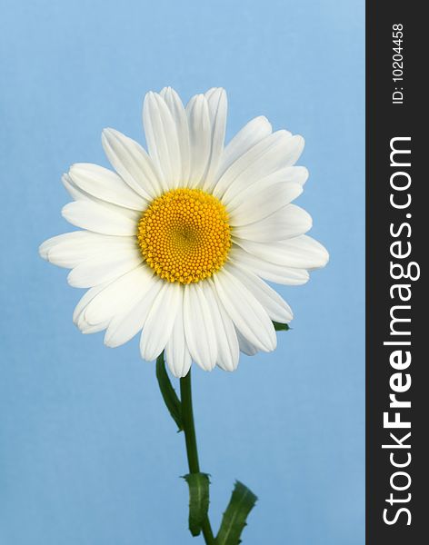 Fresh chamomile on blue background